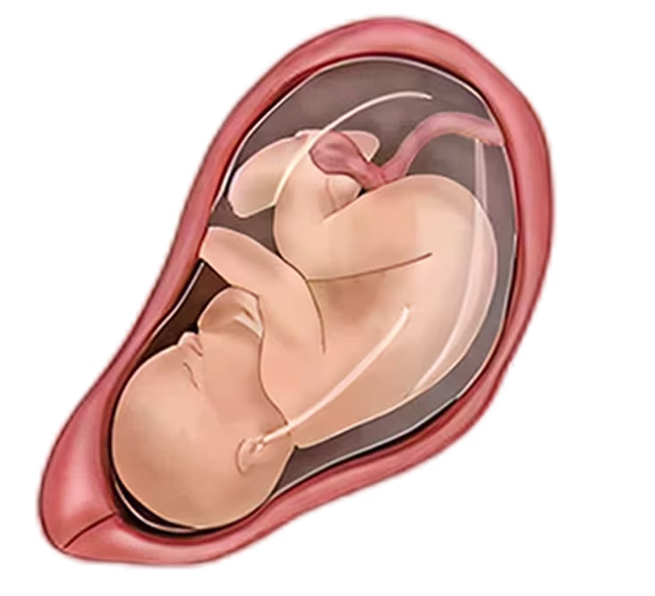 Illustration of a fetus at 38 weeks pregnant, nestled in the womb with the umbilical cord visible. Illustration of a fetus at 38 weeks pregnant, nestled in the womb with the umbilical cord visible.