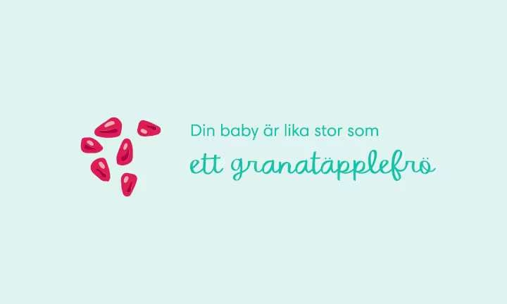 Week 06 pregnancy
