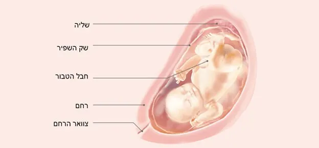 התפתחות העובר לפי שבועות-Article Content Image32 32