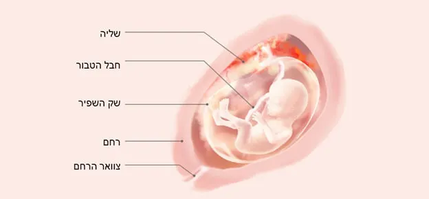 התפתחות העובר לפי שבועות-Article Content Image week17 17