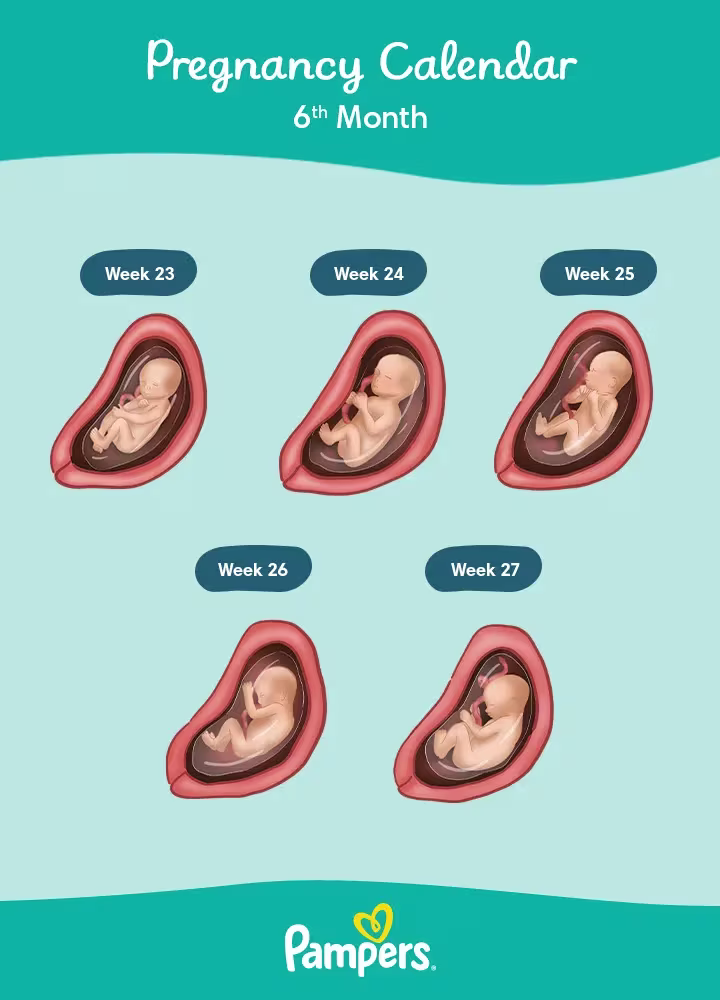 Pregnancy Calendar Months 06