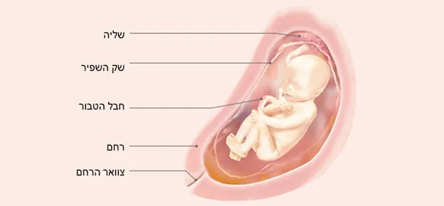 התפתחות העובר לפי שבועות-Article Content Image23 23