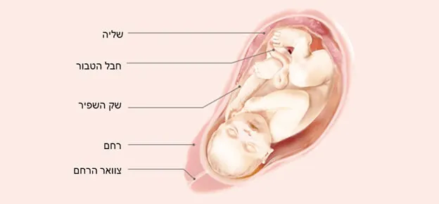 התפתחות העובר לפי שבועות-Article Content Image40 40