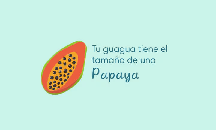 Desarrollo de la guagua en la Semana 22 de Embarazo Desarrollo de la guagua en la Semana 22 de Embarazo