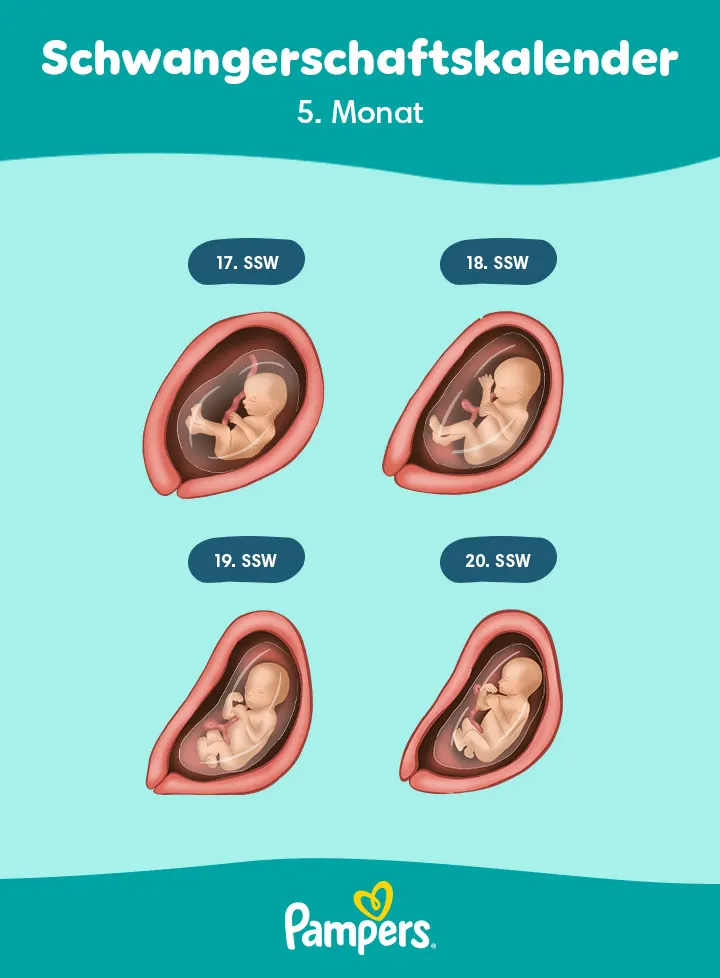 Positionen des Babys im 5. Schwangerschaftsmonat