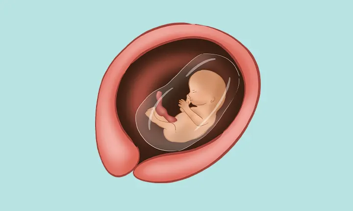 14. Schwangerschaftswoche - Lage & Größe Position und Größe des Babys in der 14. SSW