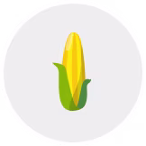 ear of corn