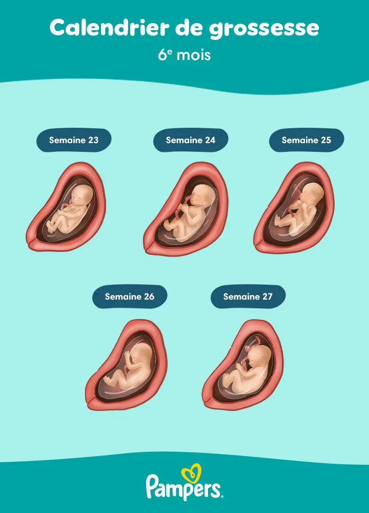 fœtus à 6 mois de grossesse