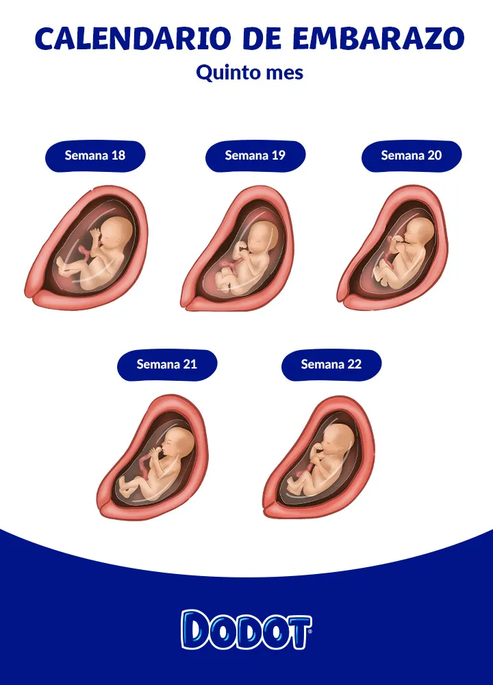 Barriga de embarazada en la semana 18-22 Barriga de embarazada en la semana 18-22