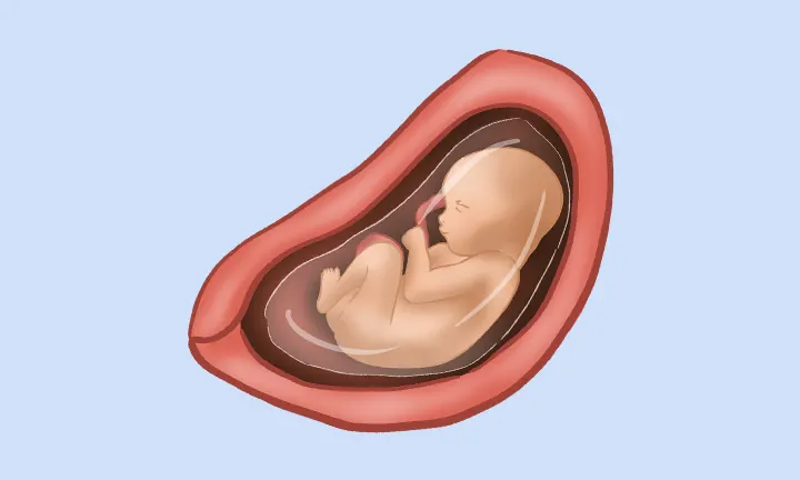 Feto en la semana 28 de embarazo Feto en la semana 28 de embarazo