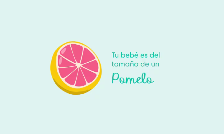 Tu bebé es del tamaño de un pomelo