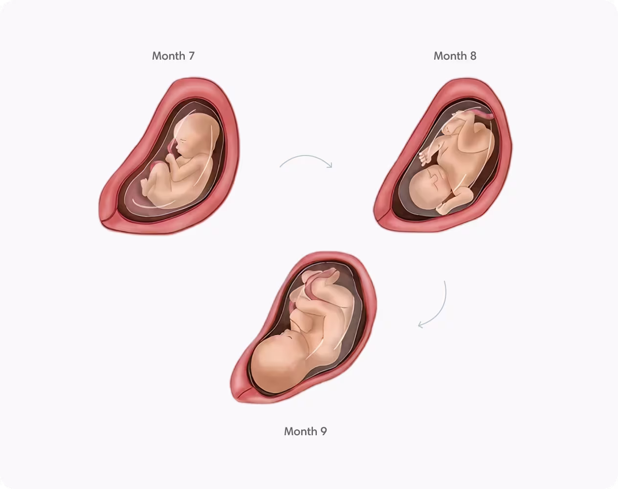 Fetal development during the third trimester, showing growth from month seven to month nine.