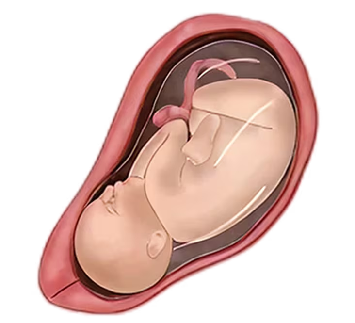 Illustration of a fetus at 39 weeks in the womb, ready for birth. Shows fetal position and umbilical cord. Illustration of a fetus at 39 weeks in the womb, ready for birth. Shows fetal position and umbilical cord.
