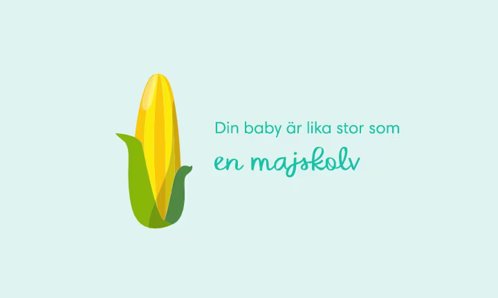 Week 24 pregnancy