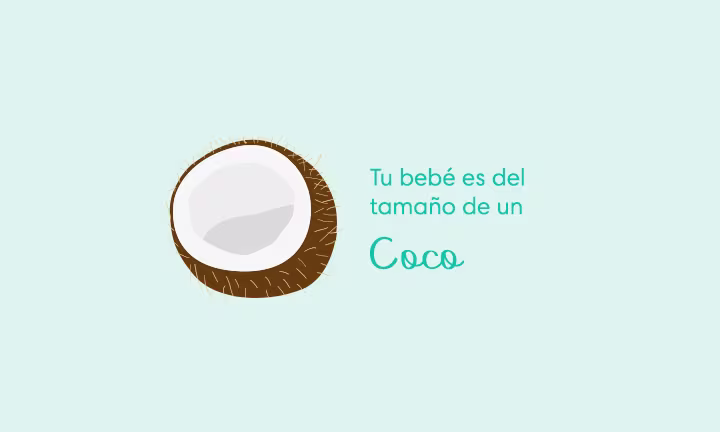Tu bebé es del tamaño de un coco