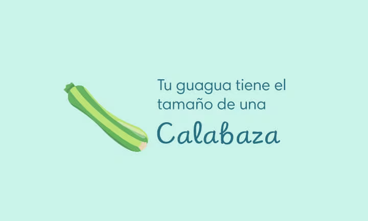 Semana 26 de Embarazo y el tamaño de la guagua