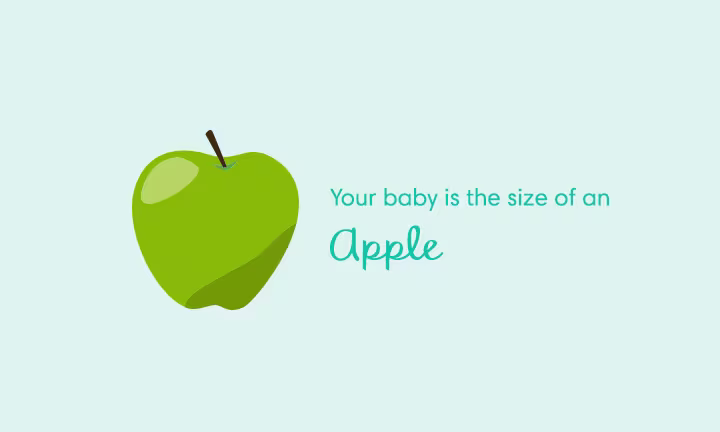 Pregnancy size comparison showing baby growth at 16 weeks as the size of an apple.
