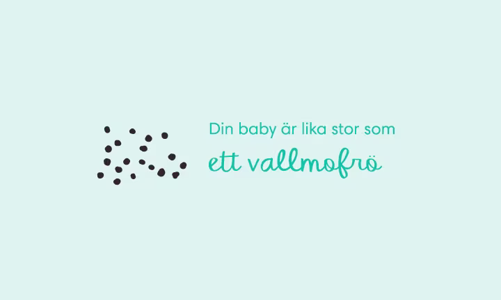 Week 04 pregnancy