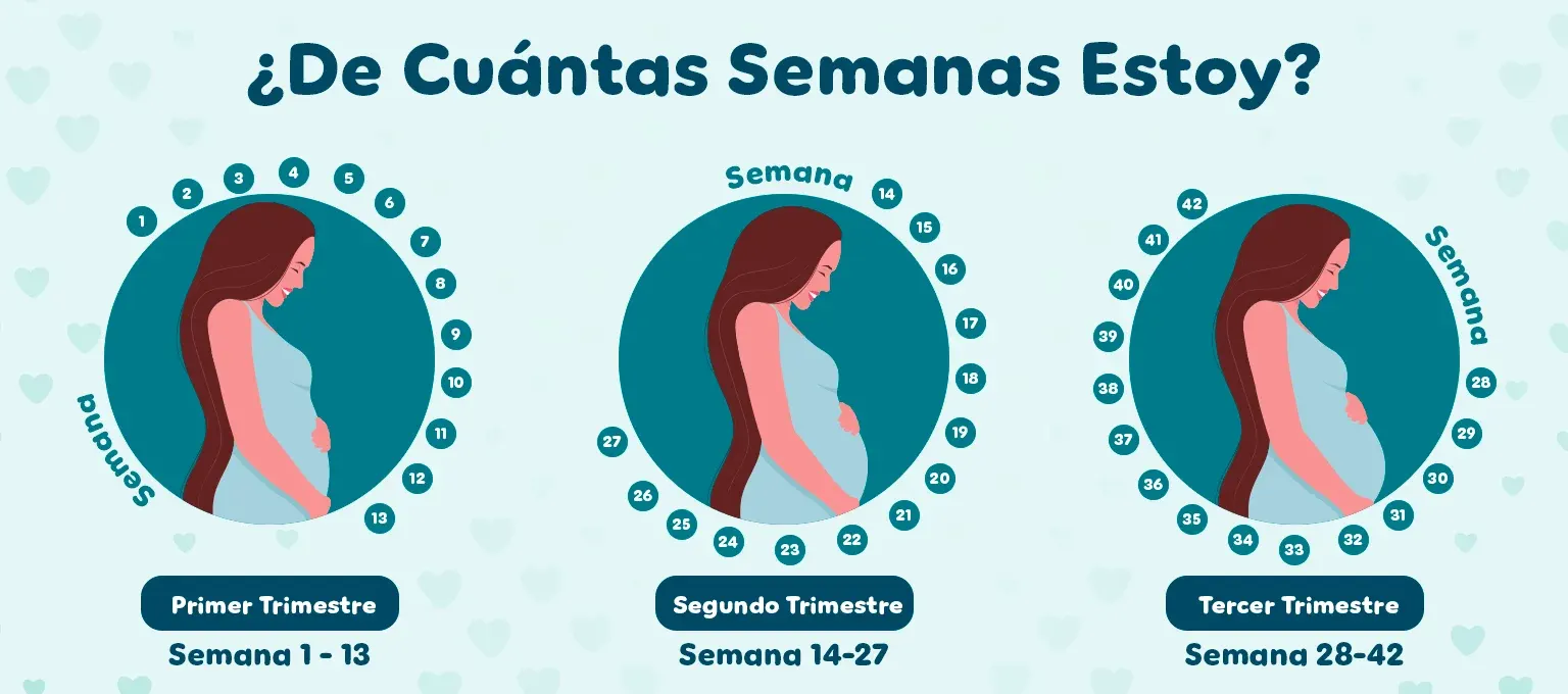 Las semanas de embarazo se agrupan en tres trimestres Las semanas de embarazo se agrupan en tres trimestres