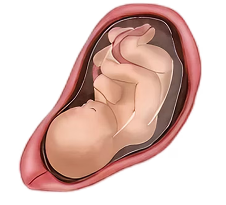 Illustration of a fetus curled up in the womb, representing the 9th months of pregnancy development.