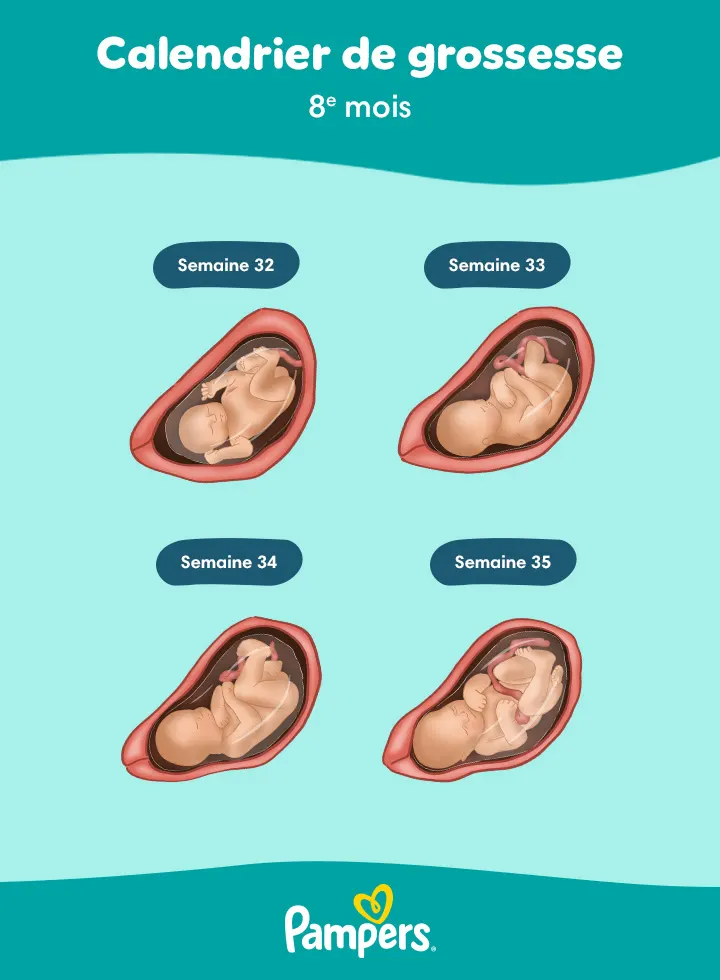 votre fœtus de 8 mois votre fœtus de 8 mois