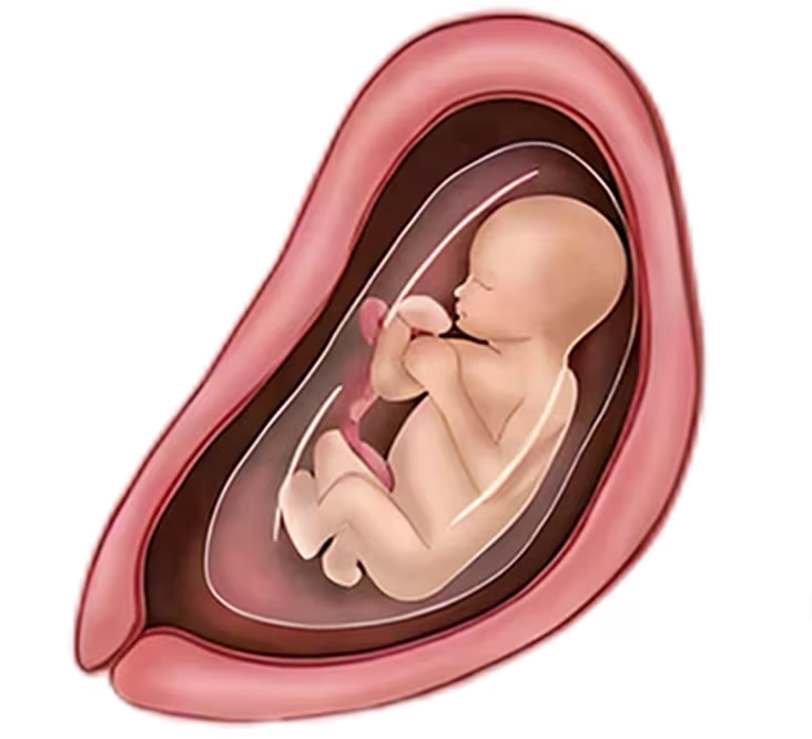Illustration of a fetus inside the womb at 5 months, curled in the fetal position, symbolizing pregnancy development.