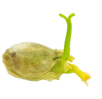 Trimester 1 of pregnancy - icon