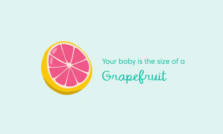 Your baby is the size of a grapefruit