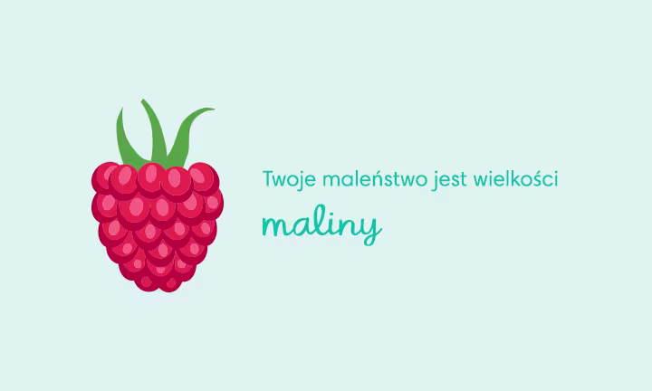 8 tydzień ciąży - wielkość zarodka