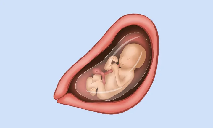 Aspecto de un bebé de 19 semanas Aspecto de un bebé de 19 semanas