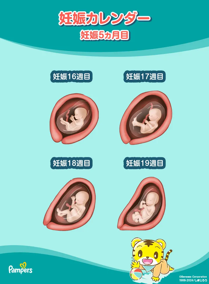 妊娠5ヵ月の胎芽 妊娠5ヵ月の胎芽