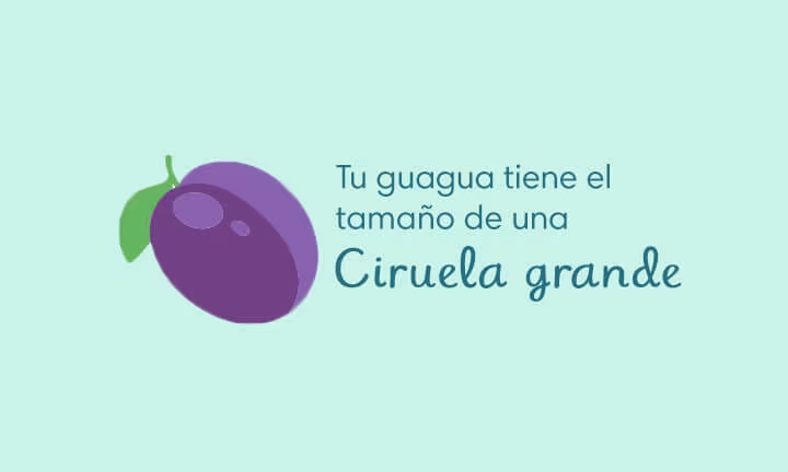 13 semanas de embarazo