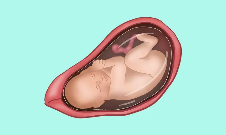 Fatal Development Week by Week 37