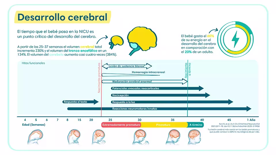 Tiempo y desarrollo cerebral de un bebé prematuro | Pampers® LATAM