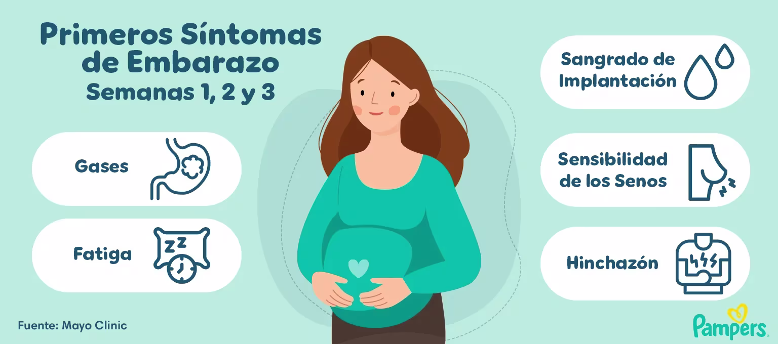 Primeros síntomas de embarazo - Semanas 1, 2 y 3