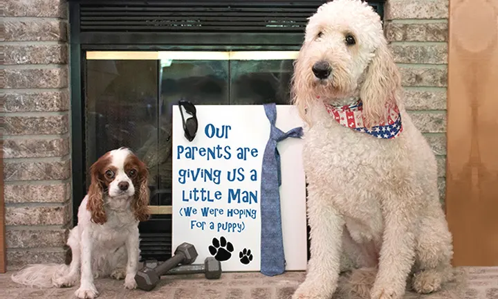 Get Pets Involved in gender reveal Get Pets Involved in gender reveal