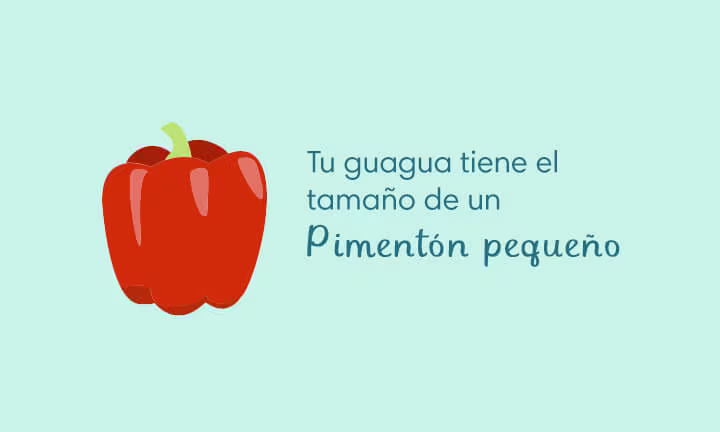 Tamaño de la guagua en la Semana 20 de Embarazo