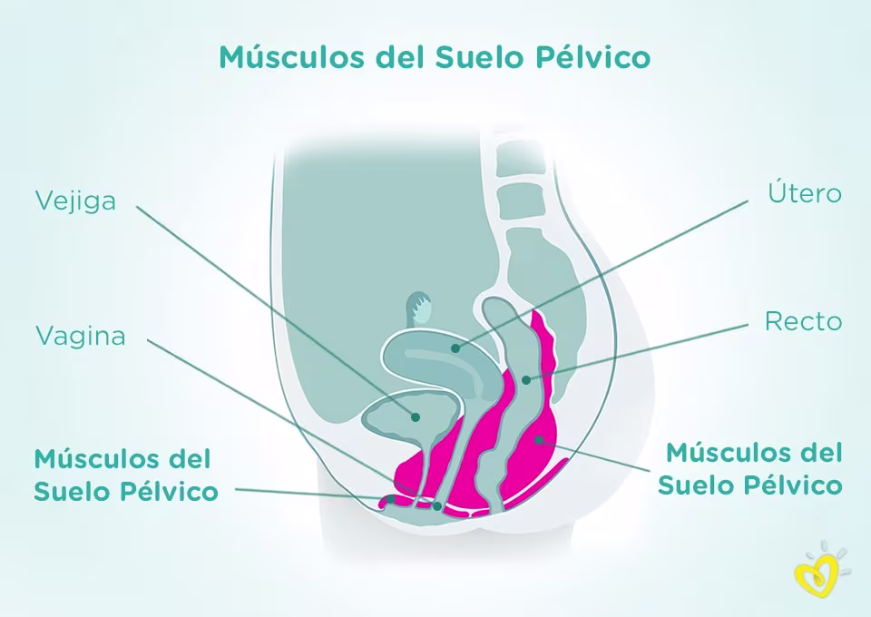 Músculos del suelo pélvico