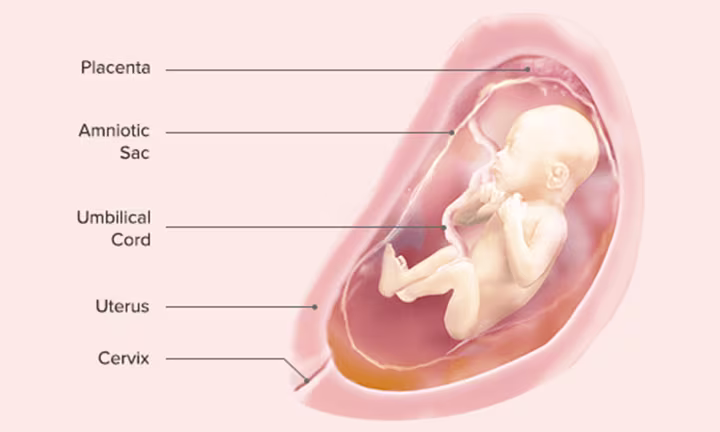 Fetal Development: Week 25
