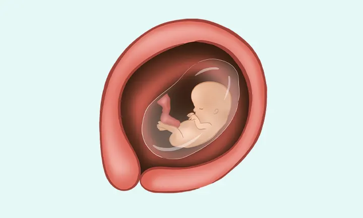 What does a fetus at 12 weeks pregnant looks like