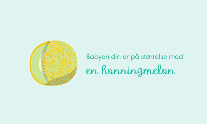 Week 35 pregnancy