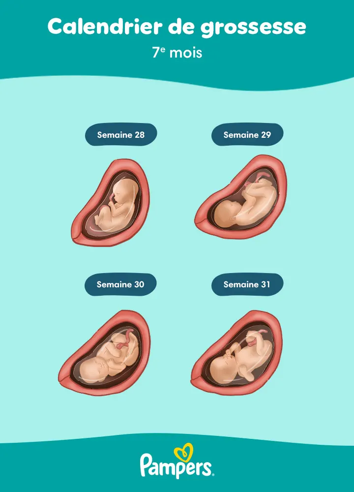 votre fœtus de 7 mois