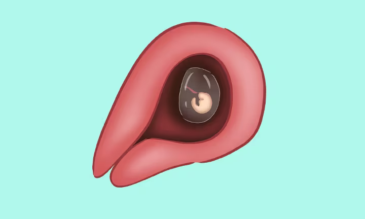 Embryo in der 4. Schwangerschaftswoche