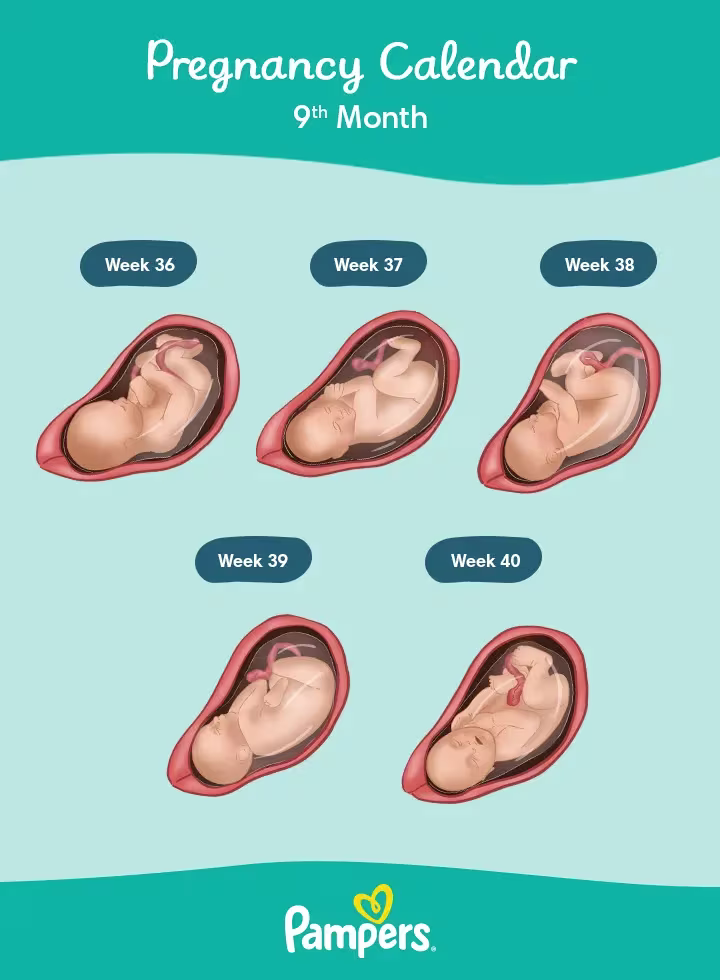 Pregnancy Calendar Months