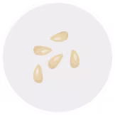 orange seed