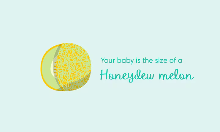 Pregnancy size comparison showing baby growth at 35 weeks as the size of a honeydew melon.