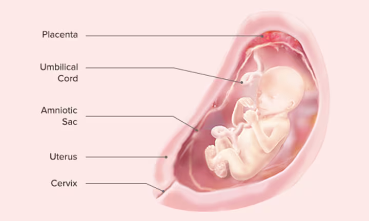 Fetal Development: Week 19