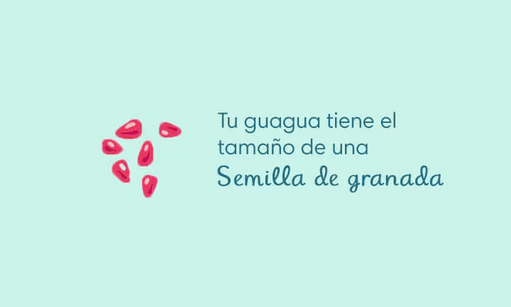 6 semanas de embarazo