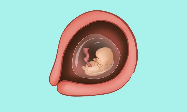 妊娠9週目の赤ちゃんの様子は 妊娠9週目の赤ちゃんの様子は