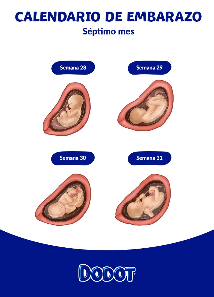 Feto de 7 meses Feto de 7 meses